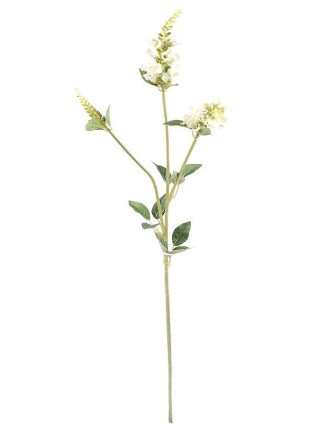 Physostegia Spray Cream 63Cm