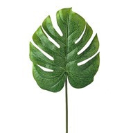Leaf Split Philo 36Cm