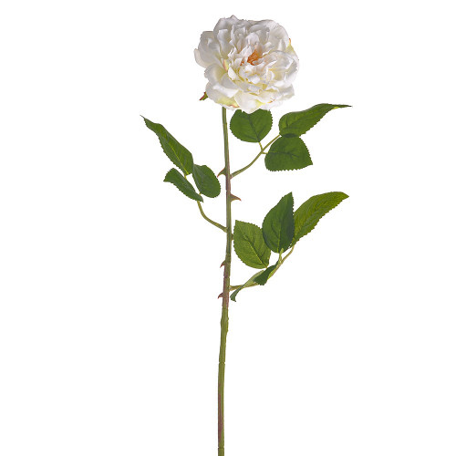 QUEEN ROSE SINGLE STEM CREAM 70CM