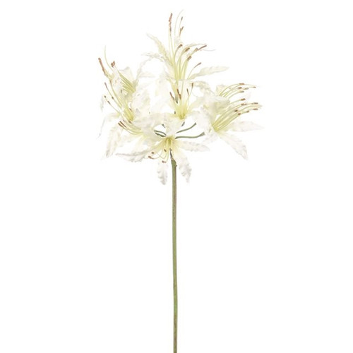 Dawn Nerine Ivory 70Cm