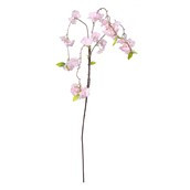 Essential Weeping Cherry Blossom - Dark Pink