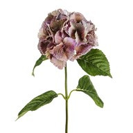 Hydrangea Dusky Pink 74Cm