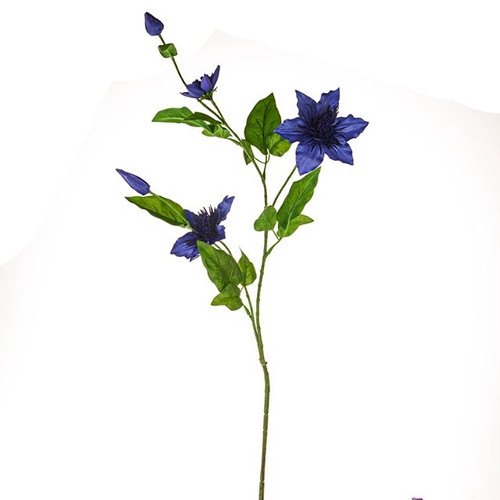 Elsa Clematis Dark Blue 79Cm