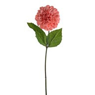 Olivia Zinnia Stem Coral 46Cm