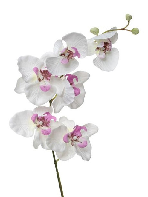Orchid X6 White 76Cm