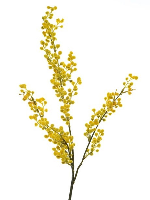 Mimosa Small Yellow