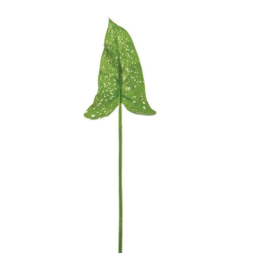Leaf Cala Lily