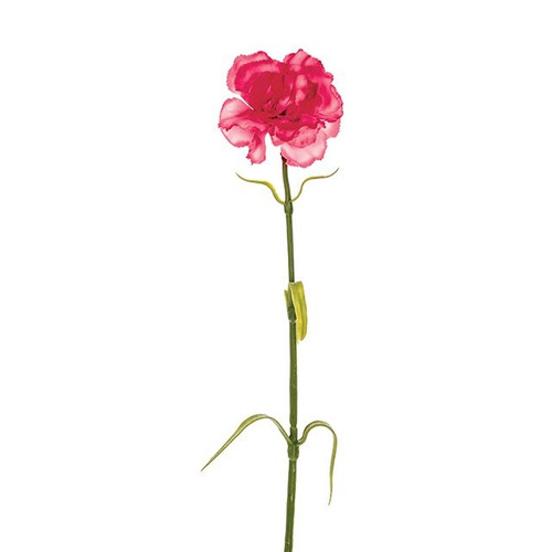 Carnation Hot Pink