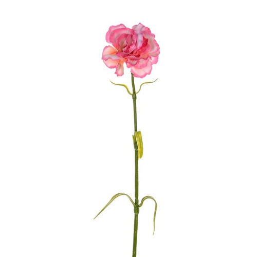 Carnation Pink