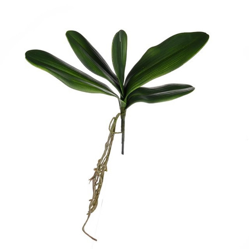 Orchid Leaves With Root 35Cm