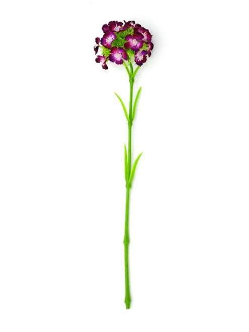 Sweet William Purple 43Cm