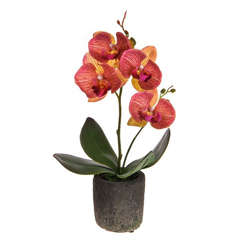 Potted Mini Orchid Dark Pink