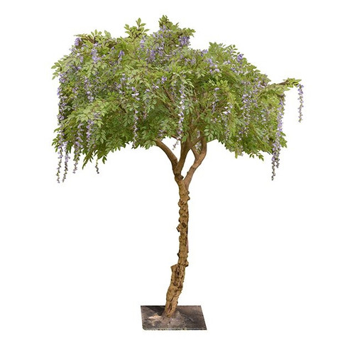 Tree Wisteria Purple 2.6 Meters