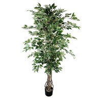 Potted Ficus Tree Green 185Cm