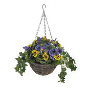 Pansy & Ivy Hanging Basket