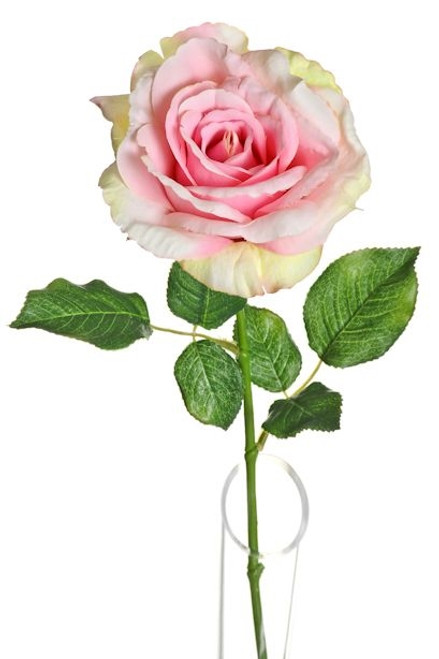Lydia English Rose Pale Pink