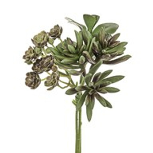 Succulent And Echeveria Bundle 18Cm