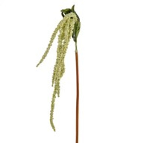 Amaranthus Cream And Green Amaranthus Cream And Green