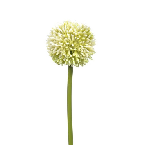 Hedgerow Allium Cream 55Cm