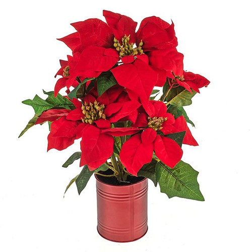 Potted Poinsettia Red 40Cm