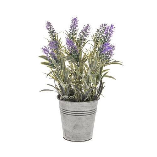 Potted Mini Lavender 31Cm