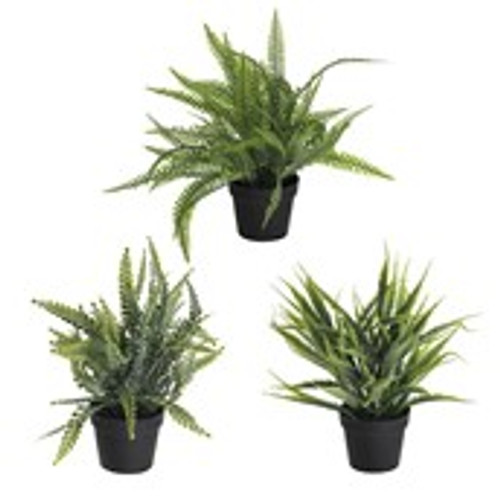 Potted Ferns 3Ast 23Cm Potted Ferns 3Ast 23Cm
