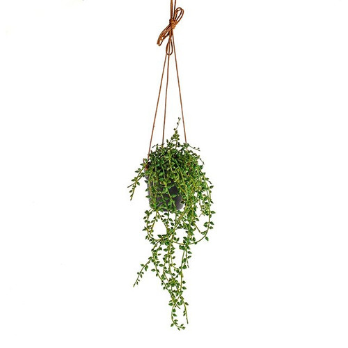 Hanging String Of Pearl Plant 40Cm
