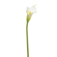 Calla Lily Cream Sml Head 66Cm