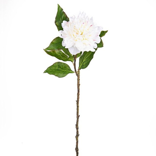 Peony Frilly Ivory