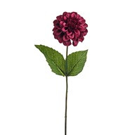 Olivia Zinnia Stem Burgundy 46Cm