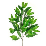 Bay Leaf Spray Green 62Cm