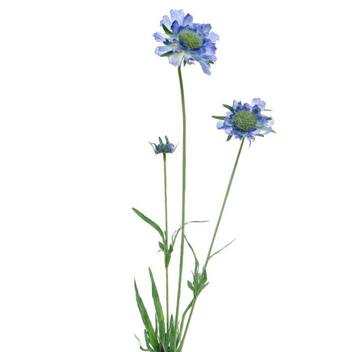 Scabiosa Spray Blue