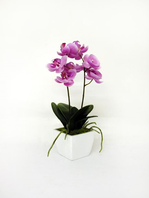 Potted Orchid Mini P.Pink 33Cm