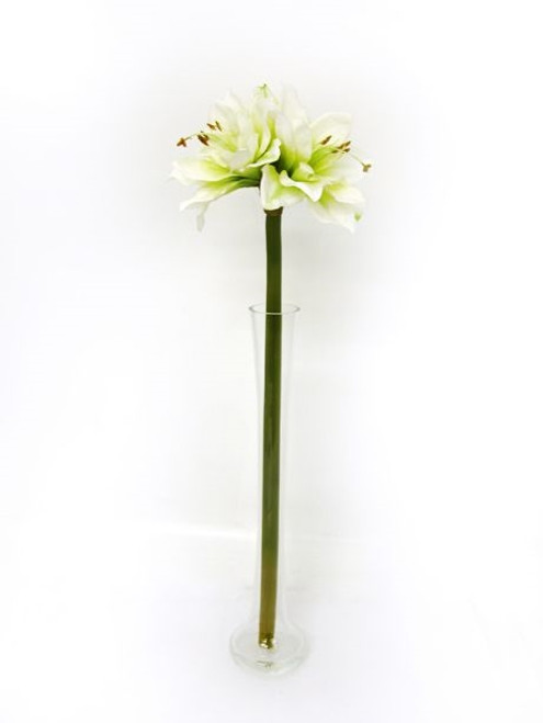 Amaryllis Cream