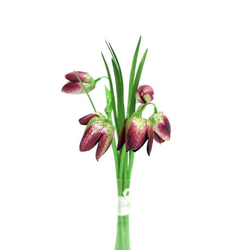 Fritillaria Bndl Burgundy 20Cm