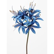 Nerine Blue 70Cm