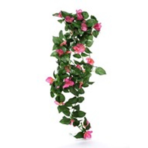 Bougainvillea Trailing Pink