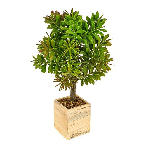 Potted Succulent Tree 57Cm