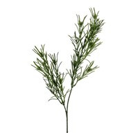 Rosemary Spray 50Cm