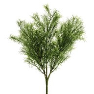 Springeri Bush 35Cm