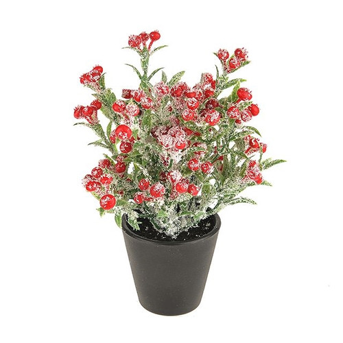 Potted Snowberry 15Cm