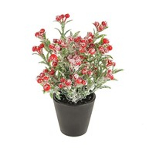 Potted Snowberry 15Cm