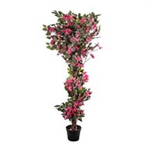 Potted Bougainvillea Pink Potted Bougainvillea Pink