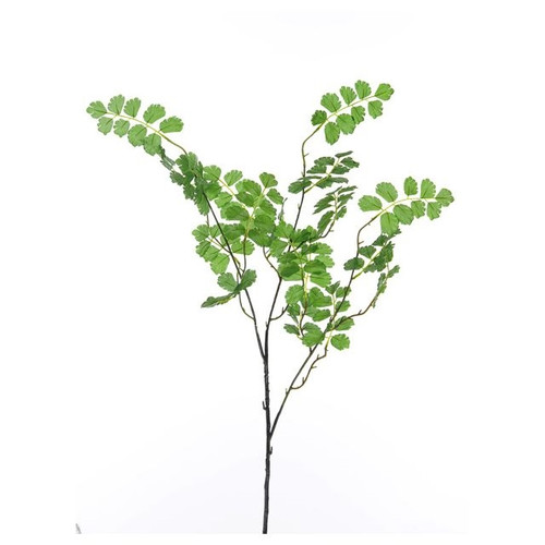 Maidenhair Fern 83Cm