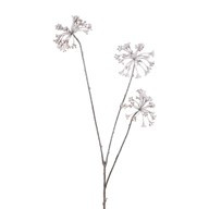 Snow Queen Ann's Lace