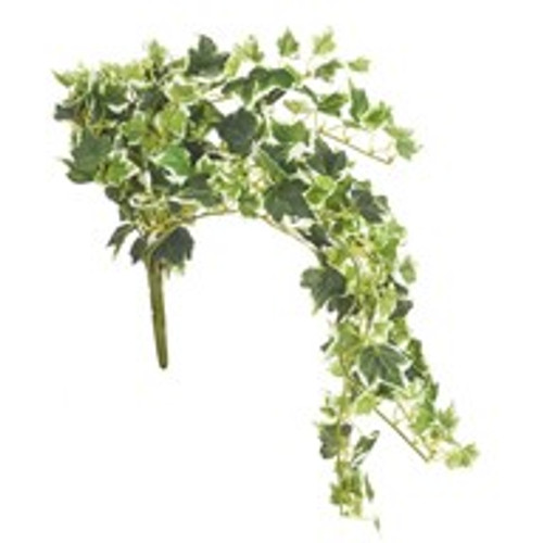 Basic Ivy Trail Bush Vgtd 50Cm
