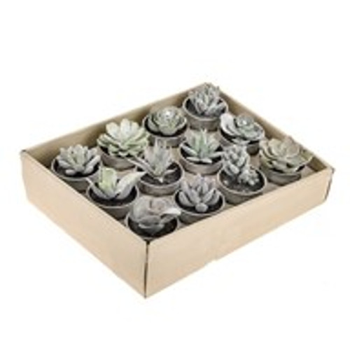 Frosted Potted Succulent 12Ast Frosted Potted Succulent 12Ast
