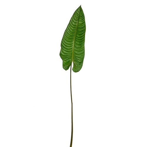 Elephant Ear Leaf 165Cm