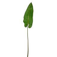 Elephant Ear Leaf 165Cm