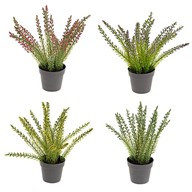 Potted Heather 30Cm 4Ast